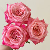 Alter Ego Rose